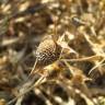 Fotografia 6 da espécie Crypsis aculeata do Jardim Botânico UTAD