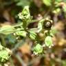 Fotografia 1 da espécie Silene baccifera do Jardim Botânico UTAD