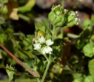 Fotografia da espécie Silene baccifera