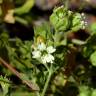 Fotografia 5 da espécie Silene baccifera do Jardim Botânico UTAD