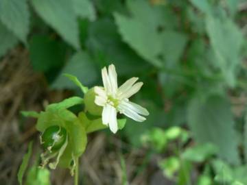 Fotografia da espécie Silene baccifera