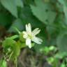 Fotografia 6 da espécie Silene baccifera do Jardim Botânico UTAD