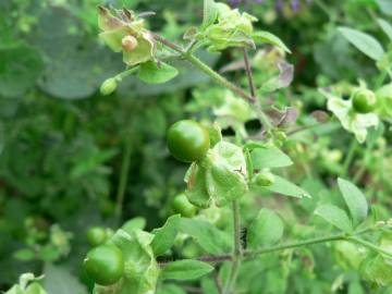 Fotografia da espécie Silene baccifera