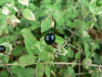 Fotografia da espécie Silene baccifera