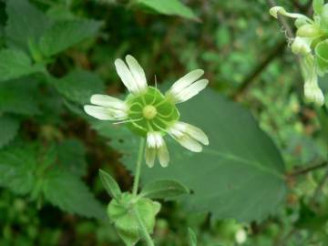 Fotografia da espécie Silene baccifera