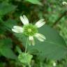 Fotografia 9 da espécie Silene baccifera do Jardim Botânico UTAD