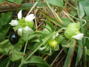 Fotografia da espécie Silene baccifera