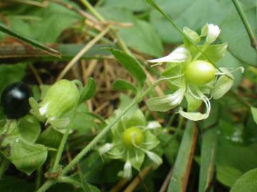 Fotografia da espécie Silene baccifera