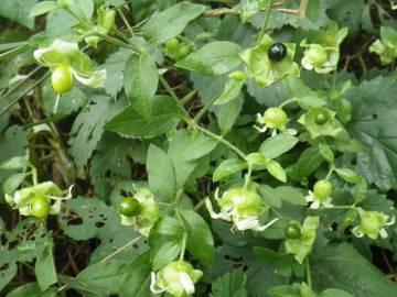 Fotografia da espécie Silene baccifera