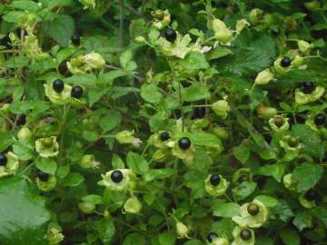 Fotografia da espécie Silene baccifera