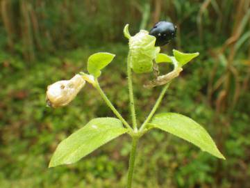 Fotografia da espécie Silene baccifera