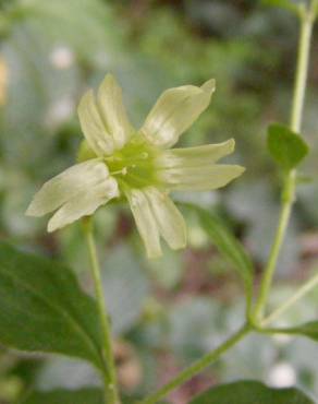 Fotografia 18 da espécie Silene baccifera no Jardim Botânico UTAD
