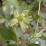 Fotografia 18 da espécie Silene baccifera do Jardim Botânico UTAD