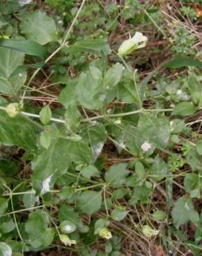 Fotografia 19 da espécie Silene baccifera no Jardim Botânico UTAD