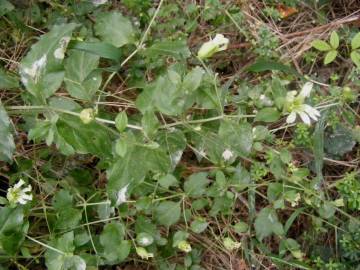 Fotografia da espécie Silene baccifera