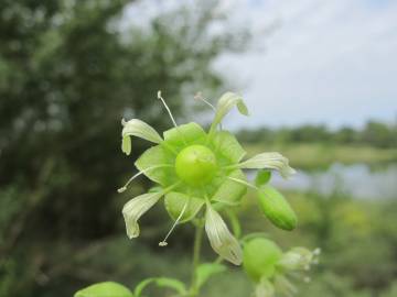 Fotografia da espécie Silene baccifera