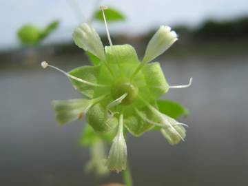 Fotografia da espécie Silene baccifera