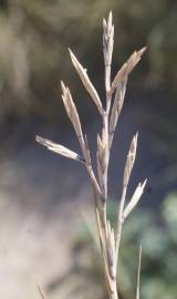 Fotografia da espécie Cutandia maritima