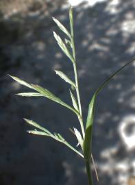 Fotografia da espécie Cutandia maritima