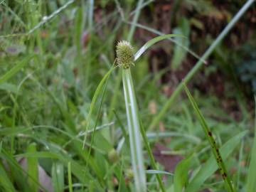 Fotografia da espécie Cyperus brevifolius