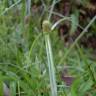 Fotografia 6 da espécie Cyperus brevifolius do Jardim Botânico UTAD