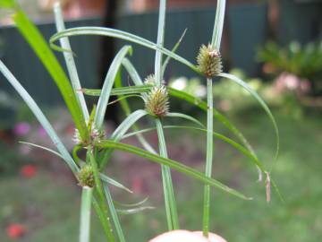 Fotografia da espécie Cyperus brevifolius