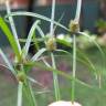 Fotografia 9 da espécie Cyperus brevifolius do Jardim Botânico UTAD