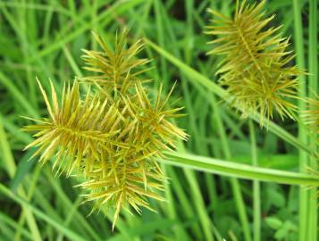 Fotografia da espécie Cyperus esculentus