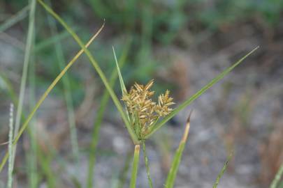 Fotografia da espécie Cyperus esculentus