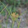 Fotografia 3 da espécie Cyperus esculentus do Jardim Botânico UTAD