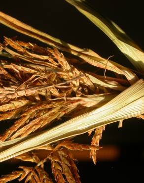 Fotografia 4 da espécie Cyperus esculentus no Jardim Botânico UTAD