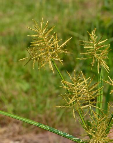 Fotografia de capa Cyperus esculentus - do Jardim Botânico