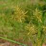 Fotografia 1 da espécie Cyperus esculentus do Jardim Botânico UTAD