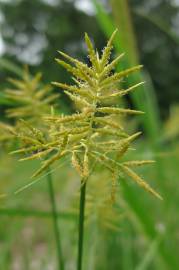 Fotografia da espécie Cyperus esculentus