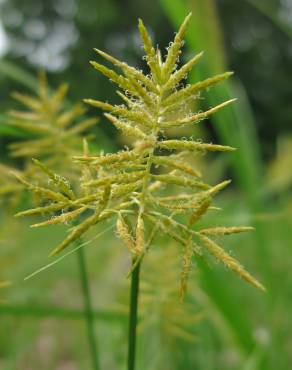 Fotografia 5 da espécie Cyperus esculentus no Jardim Botânico UTAD