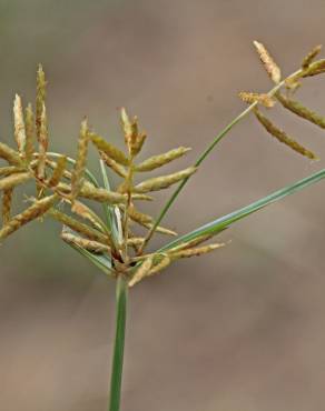 Fotografia 6 da espécie Cyperus esculentus no Jardim Botânico UTAD