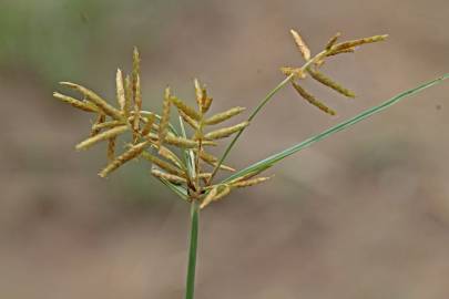 Fotografia da espécie Cyperus esculentus