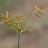 Fotografia 6 da espécie Cyperus esculentus do Jardim Botânico UTAD