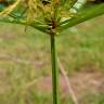 Fotografia 7 da espécie Cyperus esculentus do Jardim Botânico UTAD