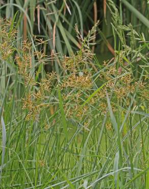 Fotografia 9 da espécie Cyperus esculentus no Jardim Botânico UTAD