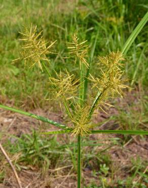 Fotografia 10 da espécie Cyperus esculentus no Jardim Botânico UTAD