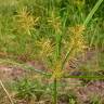 Fotografia 10 da espécie Cyperus esculentus do Jardim Botânico UTAD