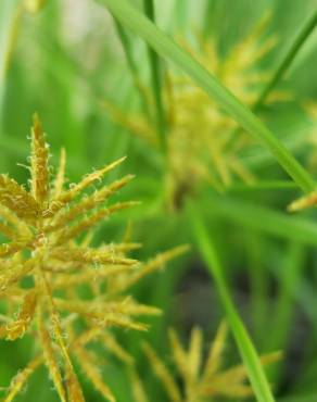 Fotografia 12 da espécie Cyperus esculentus no Jardim Botânico UTAD