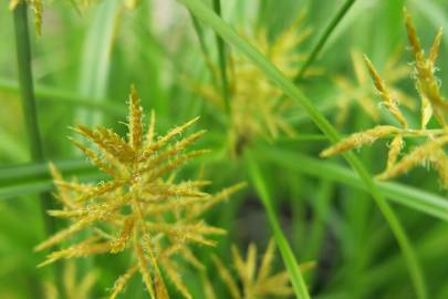 Fotografia da espécie Cyperus esculentus