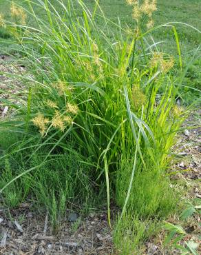 Fotografia 13 da espécie Cyperus esculentus no Jardim Botânico UTAD