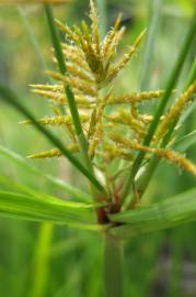 Fotografia da espécie Cyperus esculentus