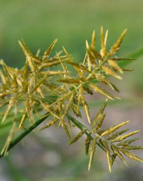 Fotografia 15 da espécie Cyperus esculentus no Jardim Botânico UTAD