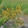 Fotografia 15 da espécie Cyperus esculentus do Jardim Botânico UTAD