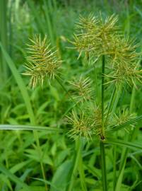 Fotografia da espécie Cyperus esculentus