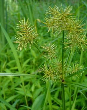 Fotografia 16 da espécie Cyperus esculentus no Jardim Botânico UTAD